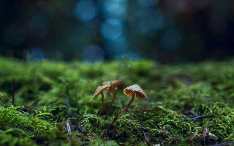 如何进行动态网站结构的优化